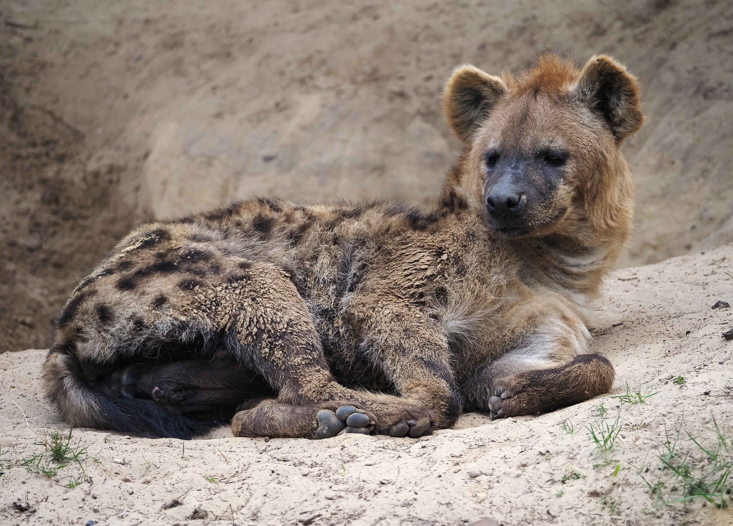 Hyena | All information | Beekse Bergen