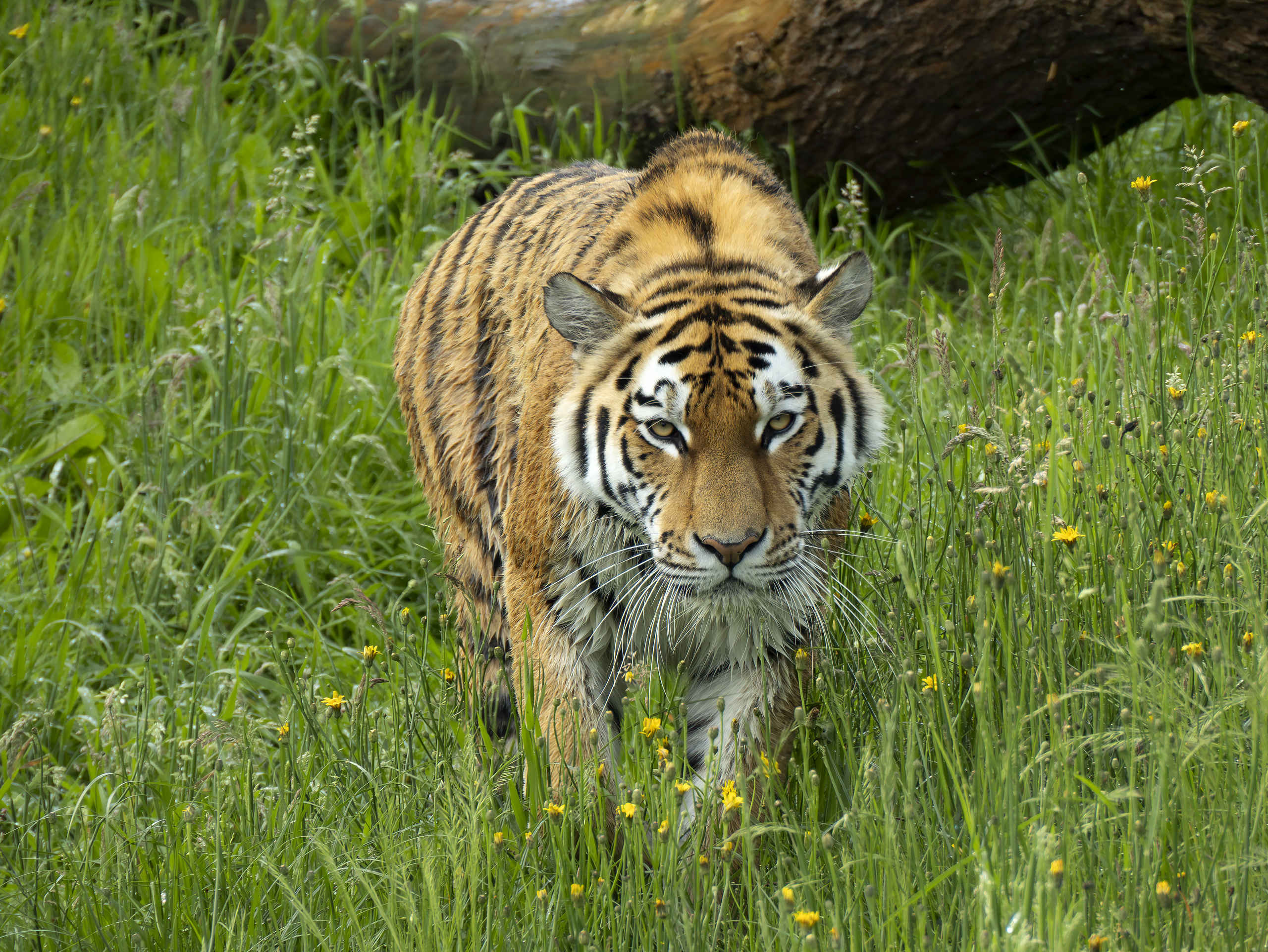 Amur tiger | All information | Beekse Bergen
