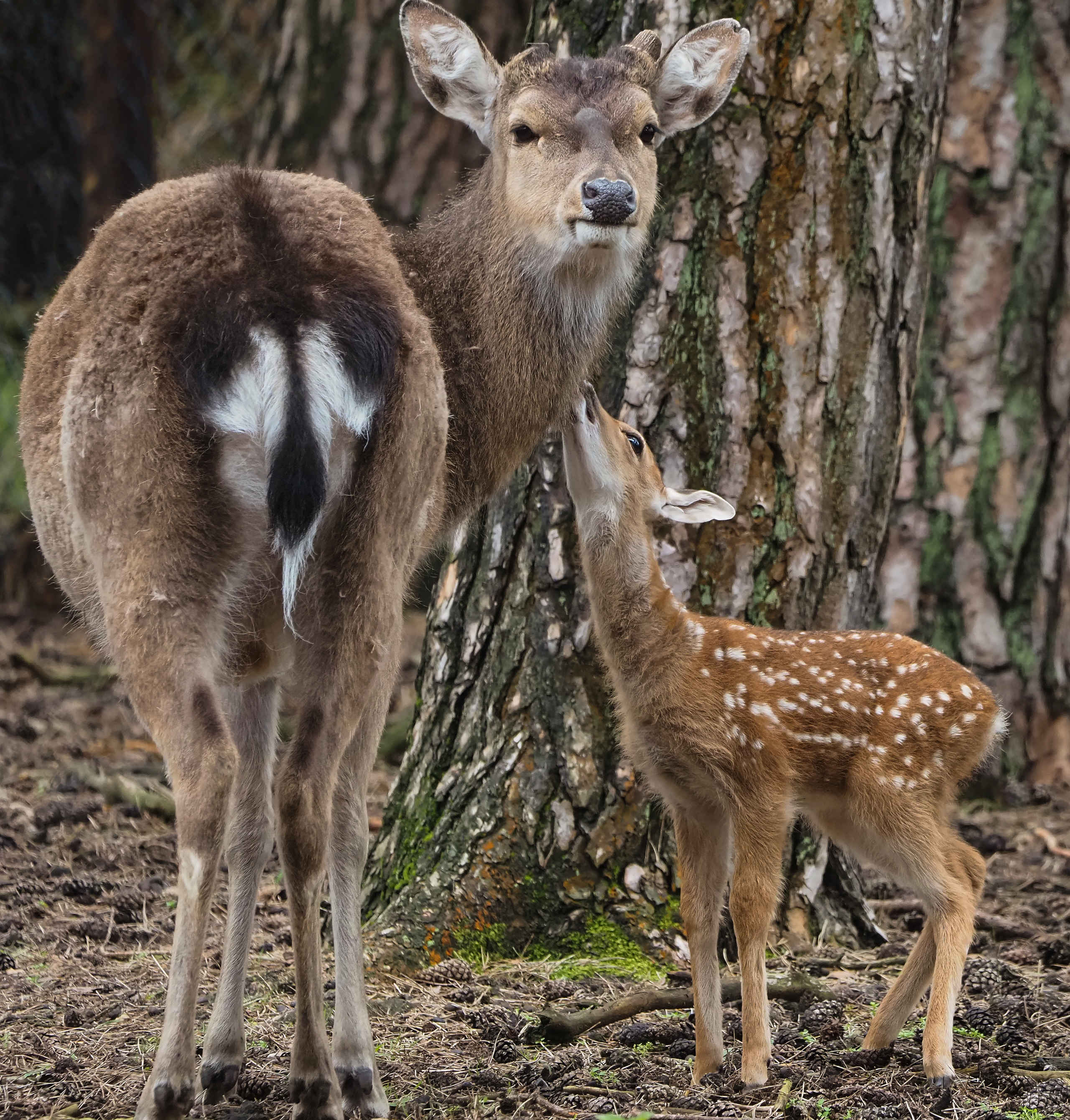 Vietnamese sika deer | All information | Beekse Bergen