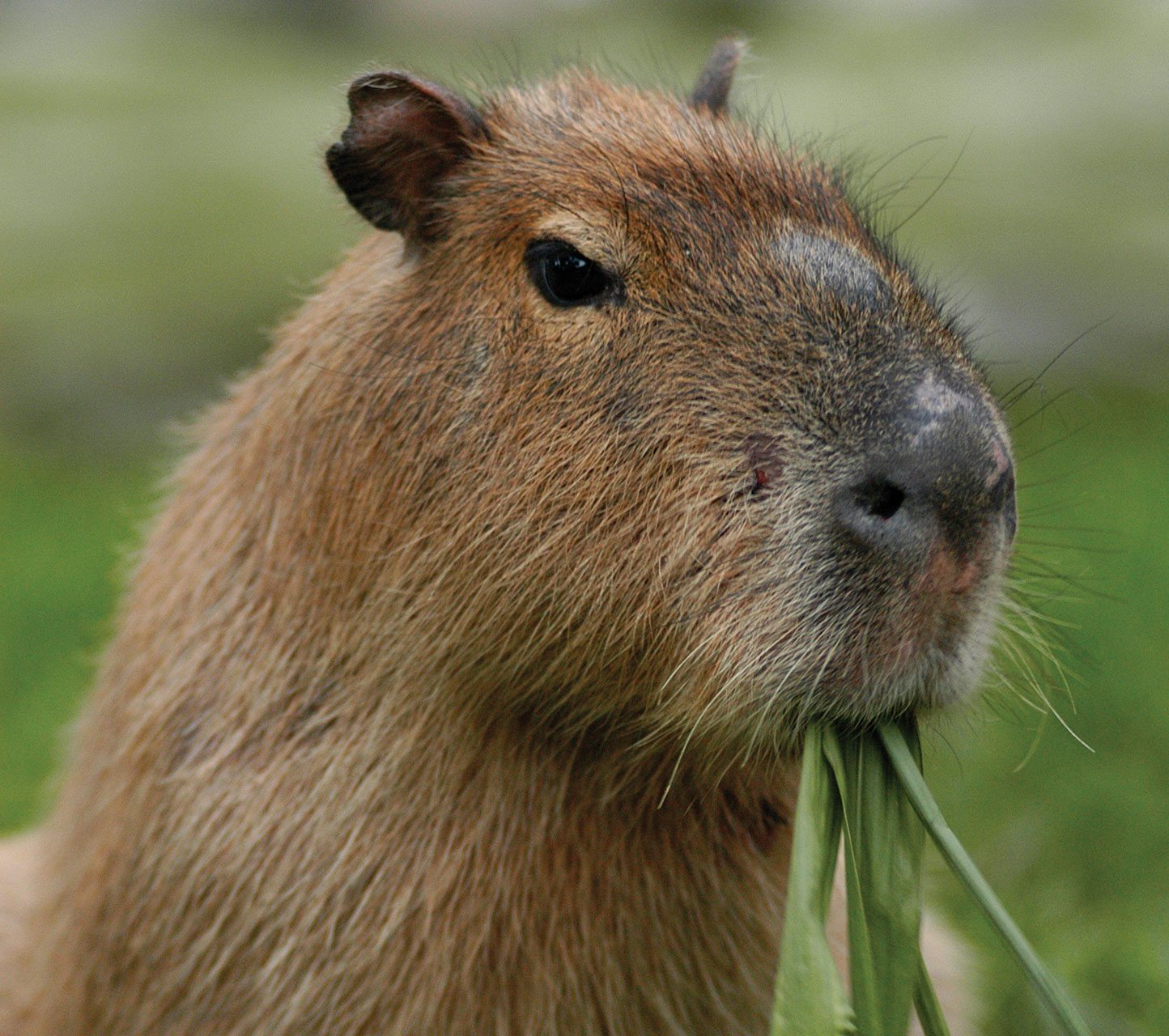 dieren-zooparc-capybara.jpg