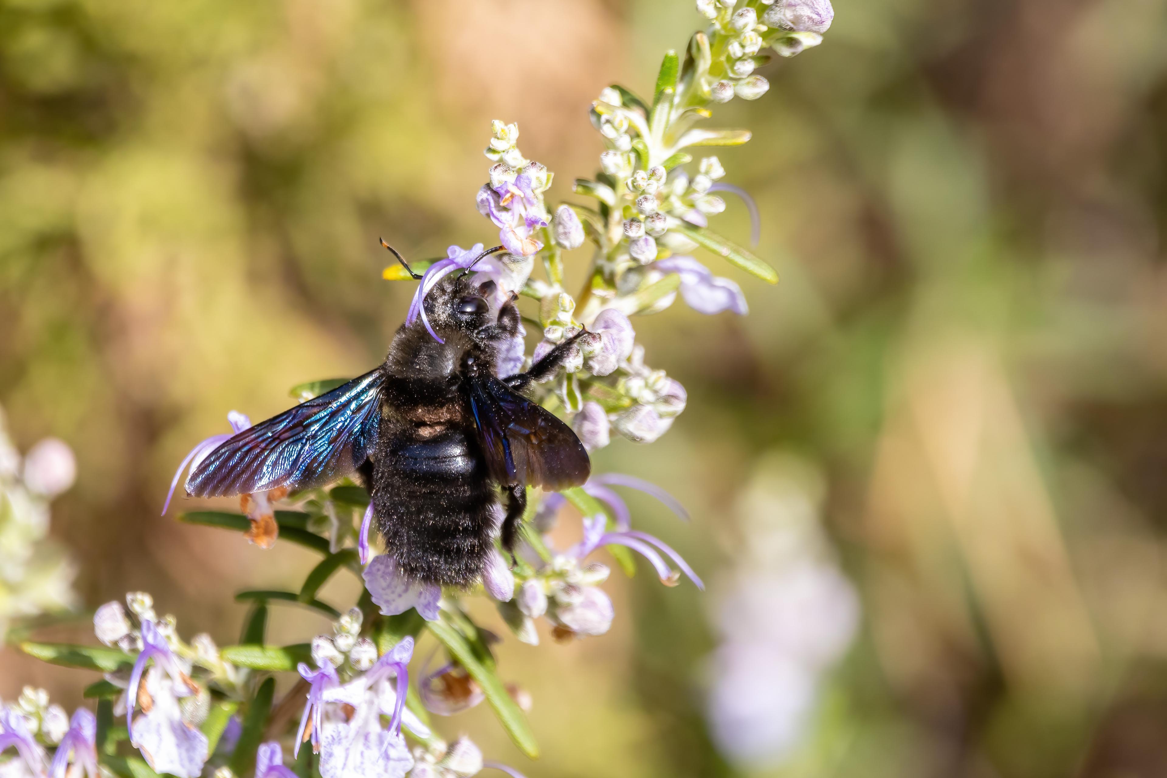 Een zwarte bij zit op een bloem bij ZooParc Overloon.