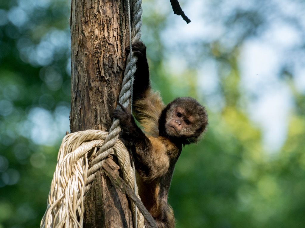 Yellow-breasted capuchin monkey | Find out all about it