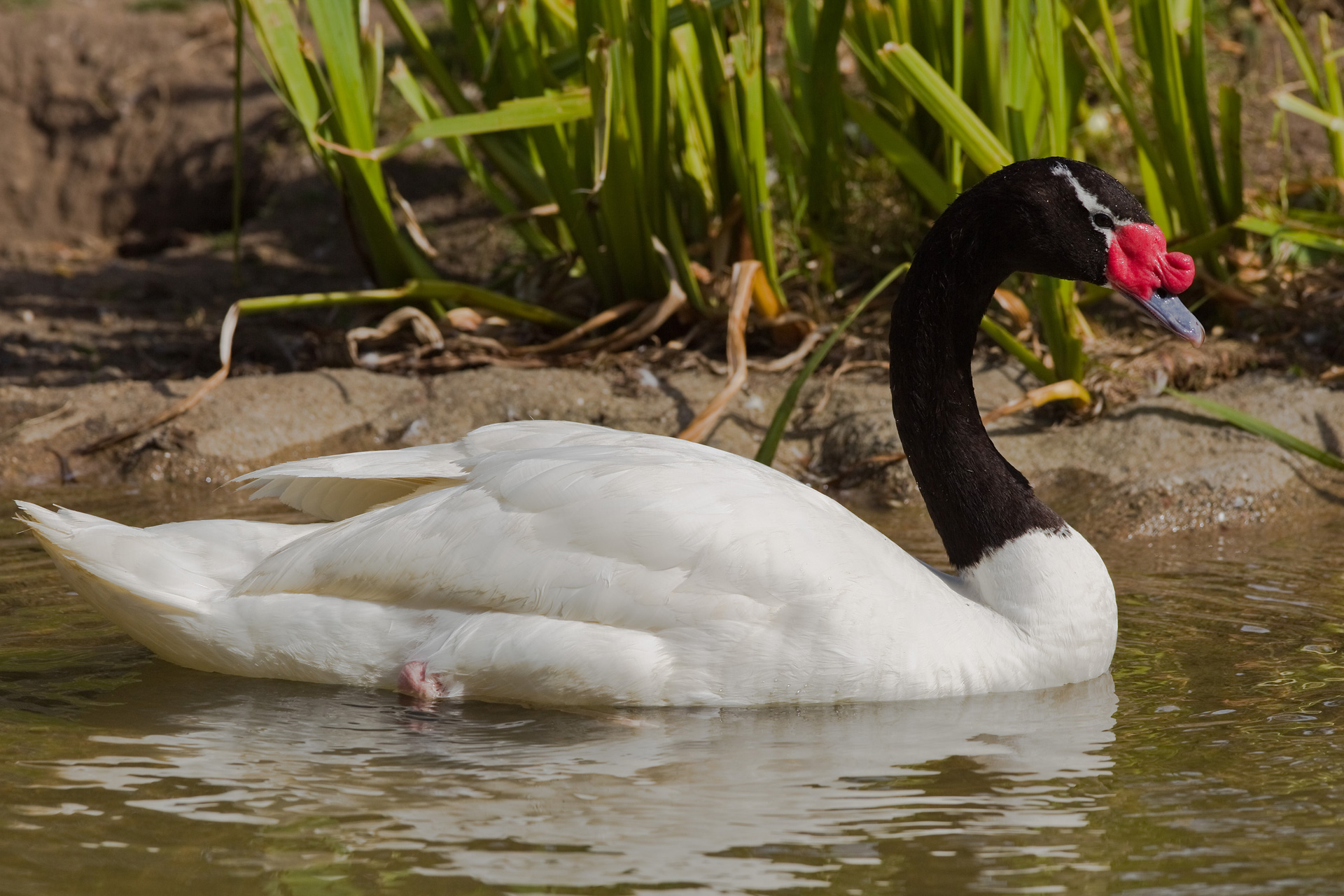 WILD SWANS TOGUE ブラック Black-necked swan | All Facts | Aquazoo Leeuwarden