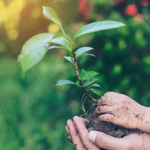 LINK Mobility - Ein kleines Kind hält eine Hand voll Erde, aus der eine Pflanze wächst Klimaschutz