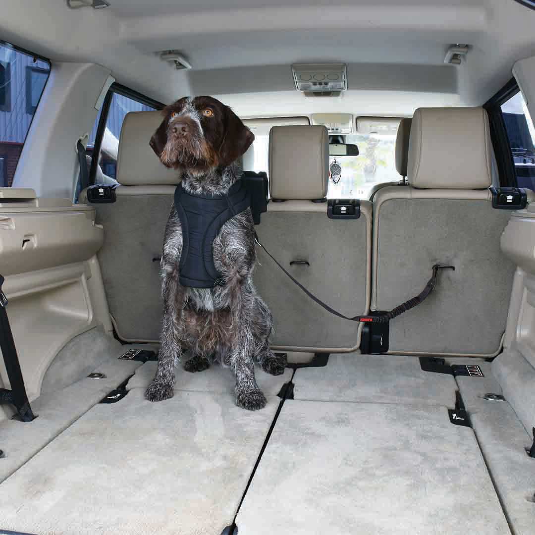 KONG Cargo Swivel Tether | Dog Accessory