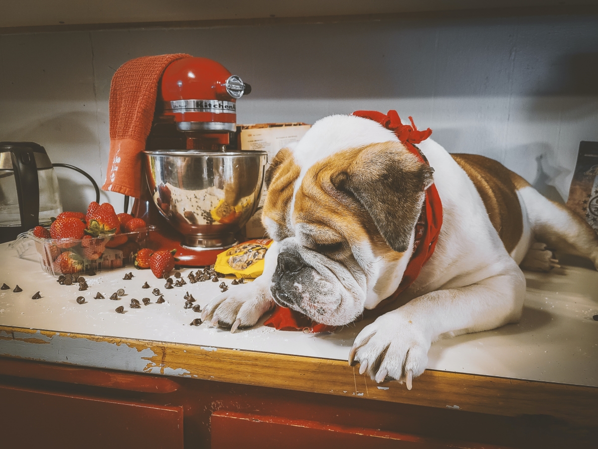 Which Christmas Foods are Toxic to Dogs? Jollyes