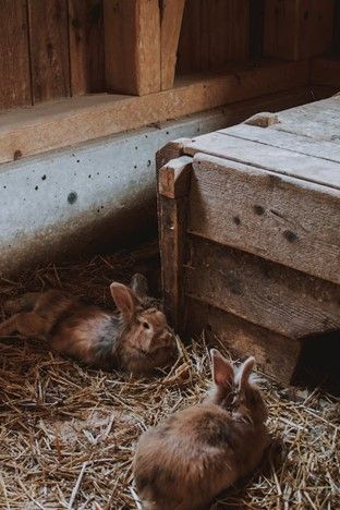 Keeping rabbits outside in winter best sale