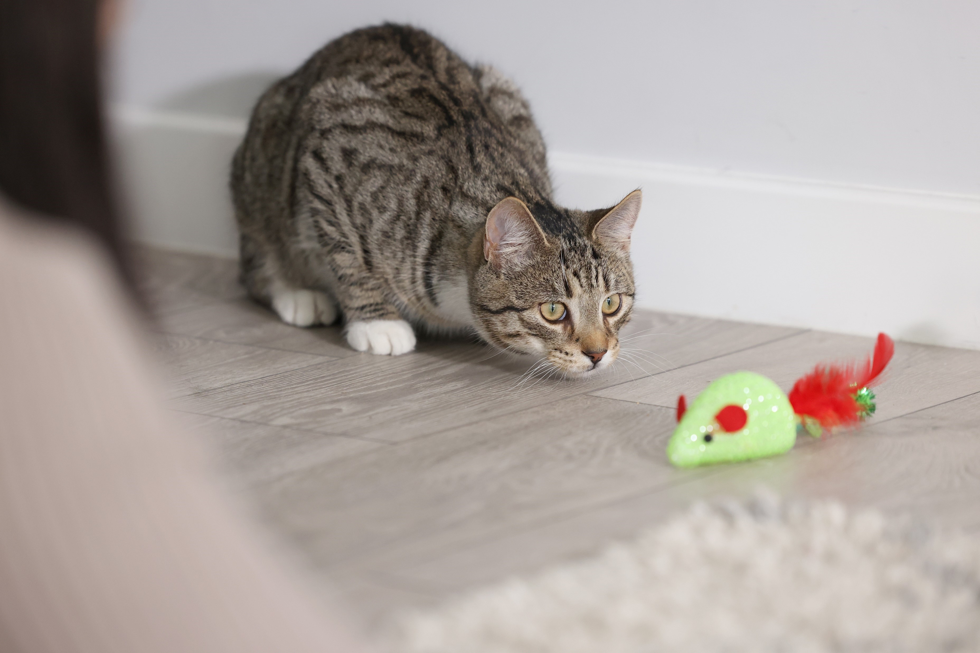 View of Flea & Worm Treatment: Puppies & Kittens | Jollyes