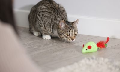 Flea & Worm Treatment: Puppies & Kittens