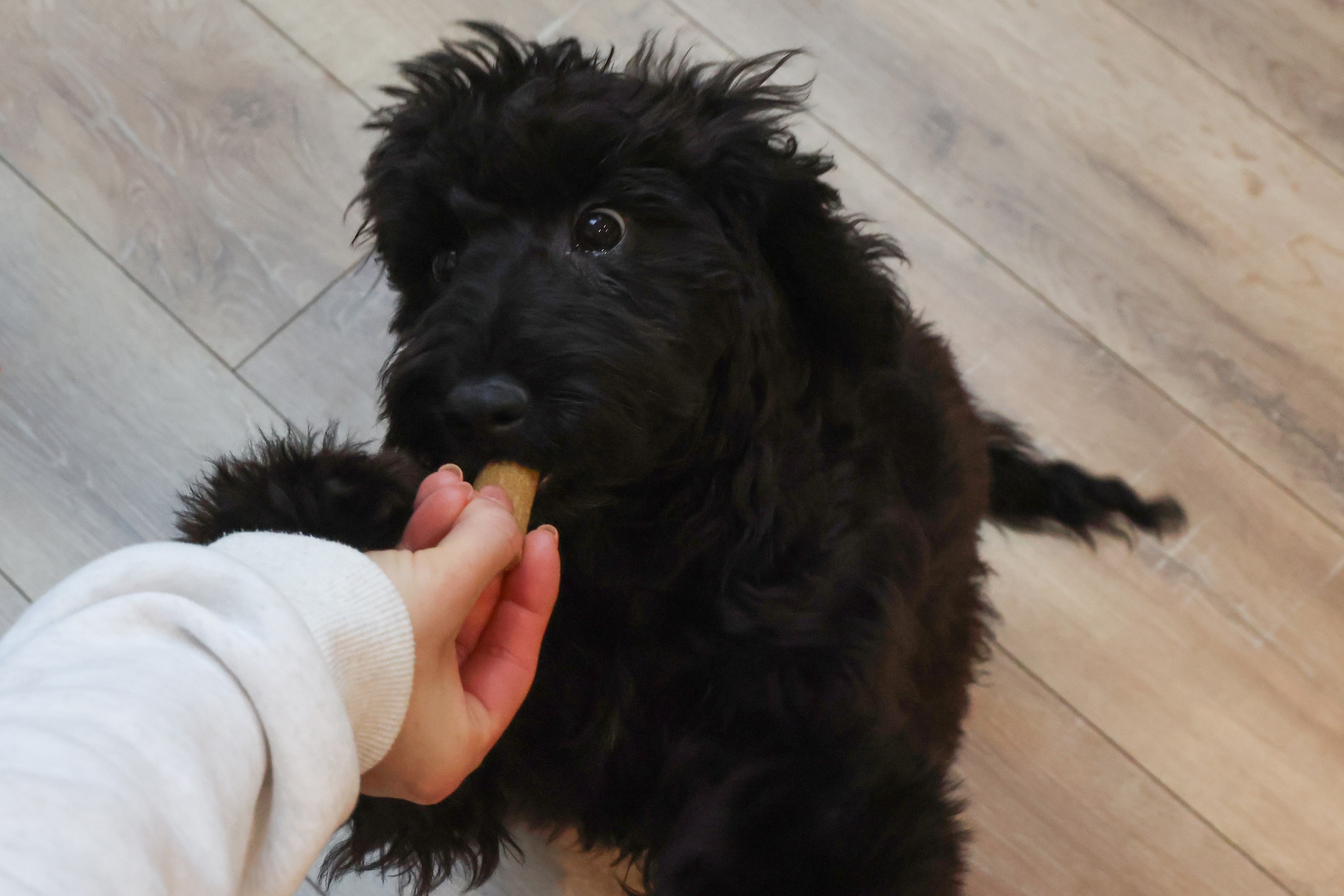 Image showcasing The Best Hypoallergenic Dog Treats | Jollyes