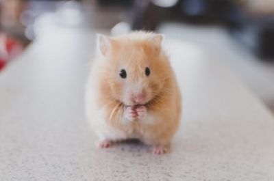 Best hamster sales