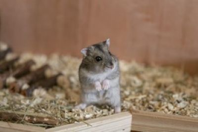 Best bedding store for dwarf hamsters