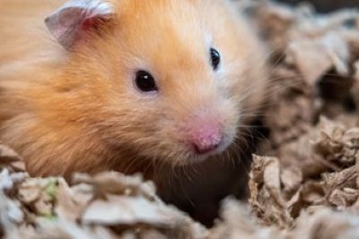 Types of clearance hamster bedding