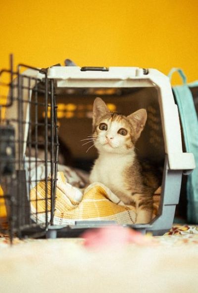 Cat in shop carrier overnight