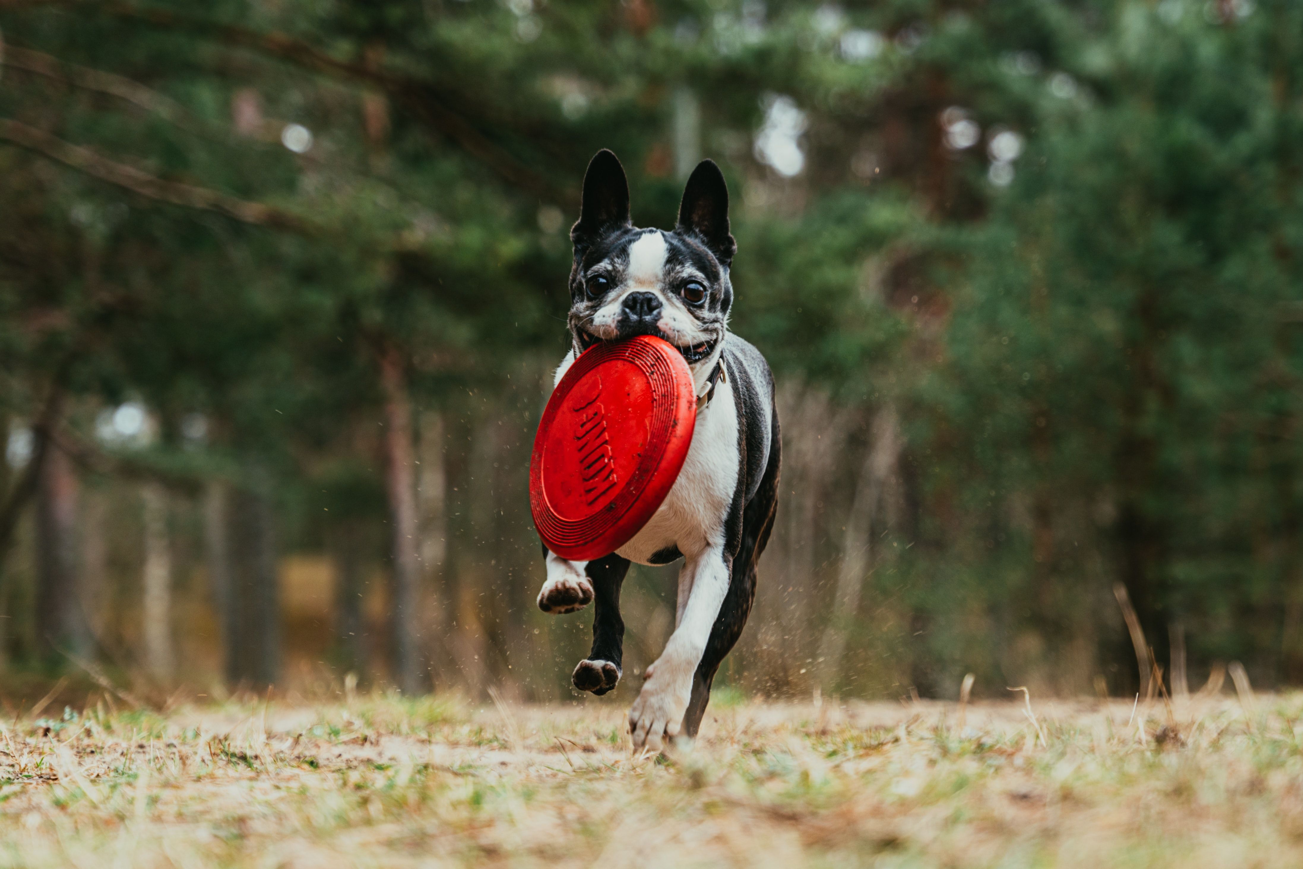 Dog Garden Toys to Entertain Your Pup Jollyes