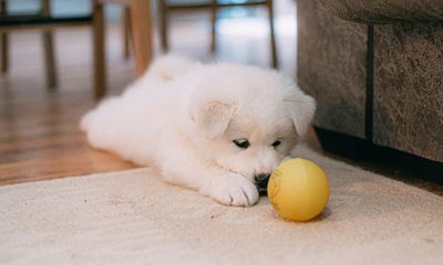 Puppy Toys: Finding the Right One for Your Dog | Jollyes