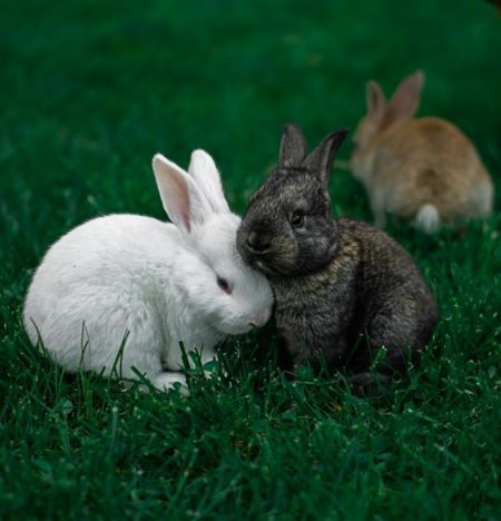 Two rabbits sat together.