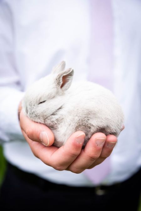 Bunny being held in one hand.