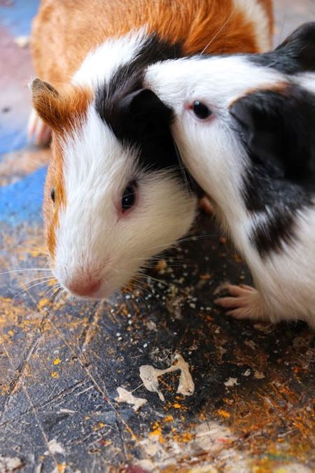 Guinea pigs cuddling.