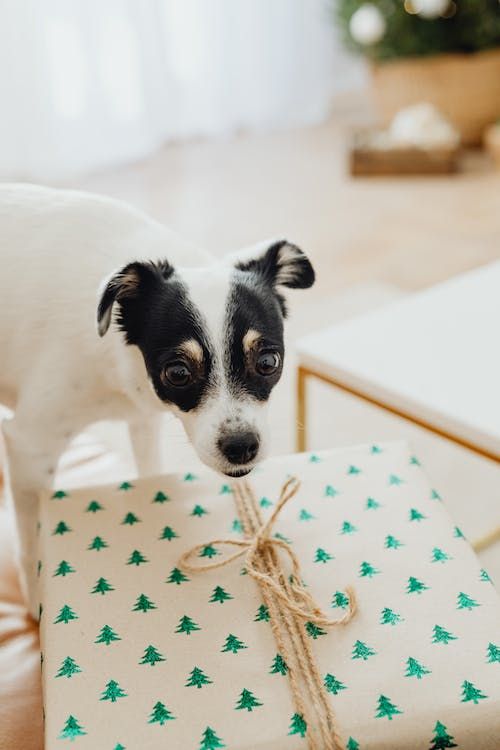 How To Make a Dog a Christmas Eve Box Jollyes