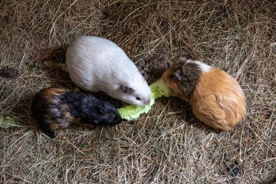 Guinea pig winter sales care