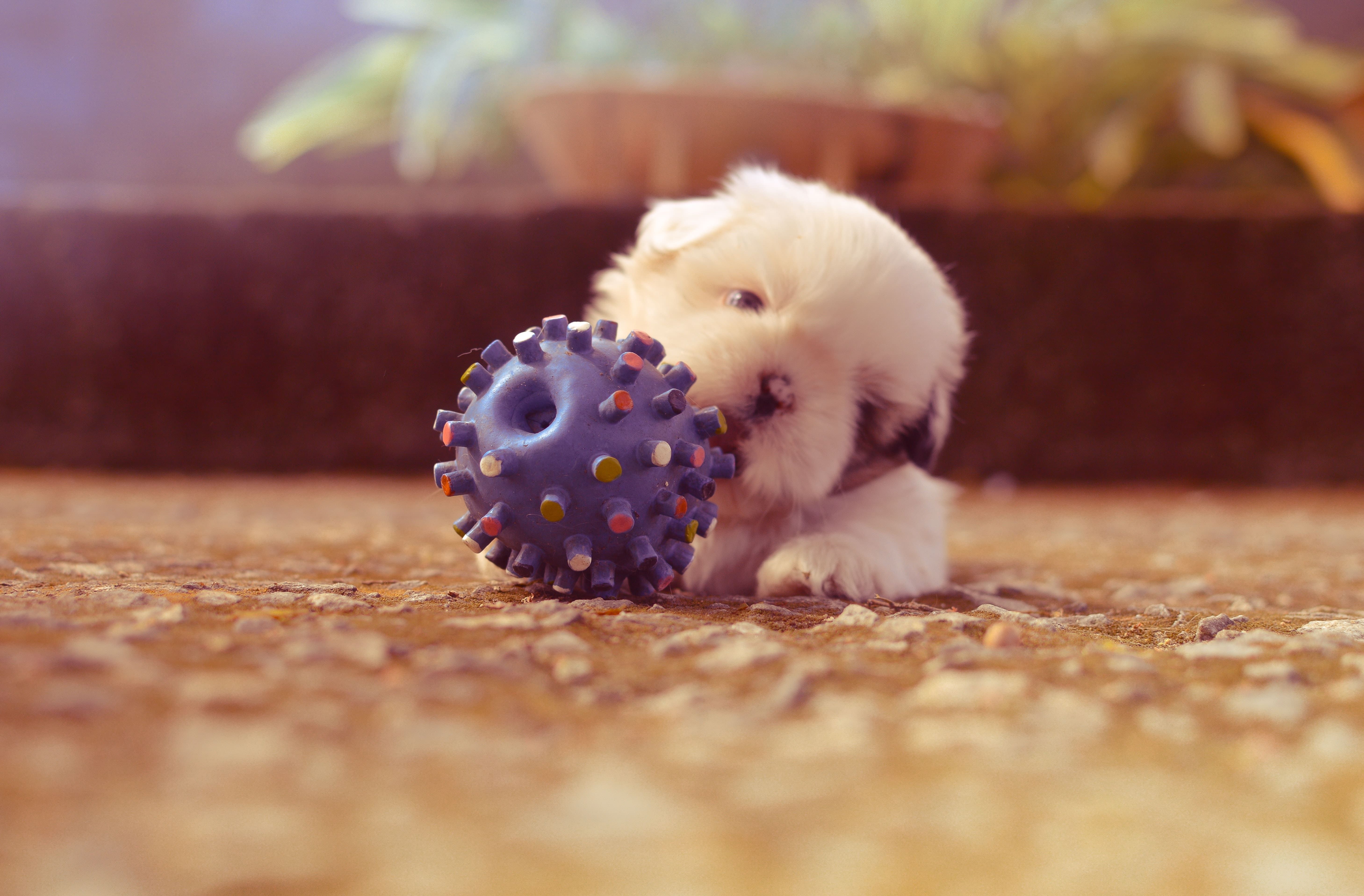 Best toys outlet for small puppies