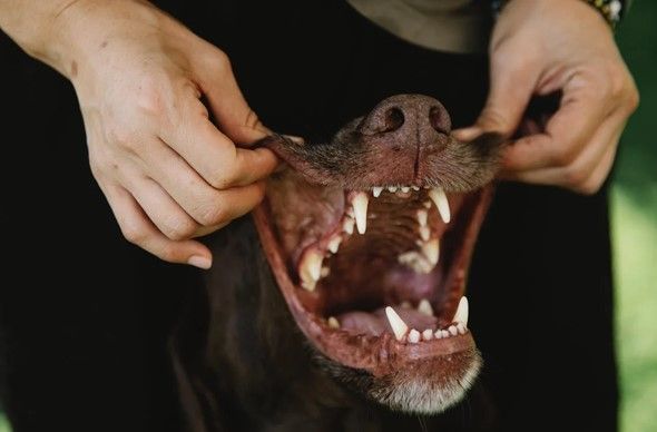 Cause of bad breath best sale in dogs