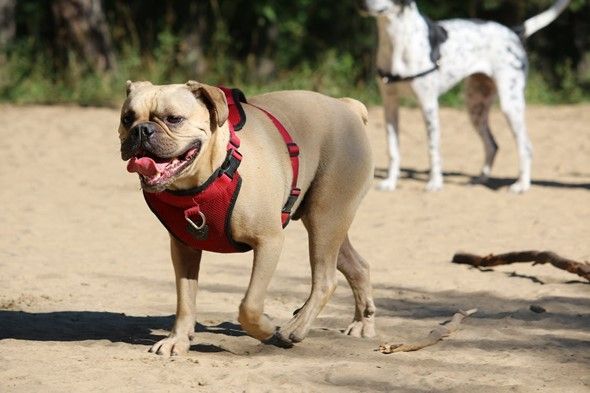 Mastiff wearing a dog harness