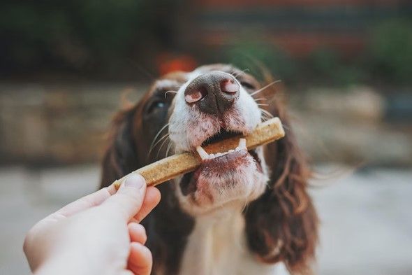 Best rawhide free bones for dogs best sale