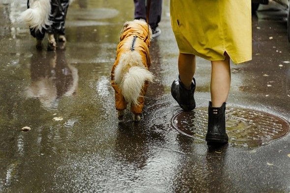 how do i walk my dog in the rain