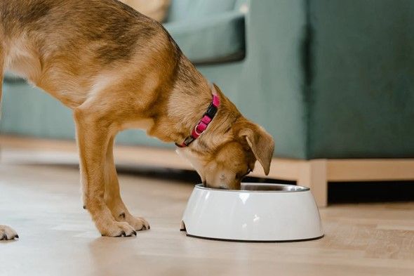 Dog eating from food bowl.