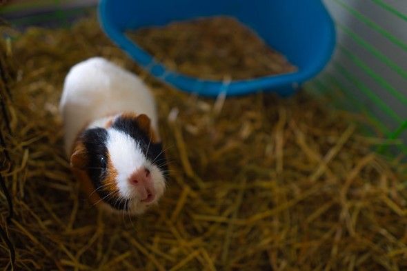 Guinea pig winter store care