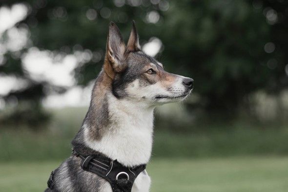 West Siberian Laika in dog harness