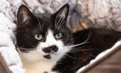 What is Feline Lower Urinary Tract Disease FLUTD?