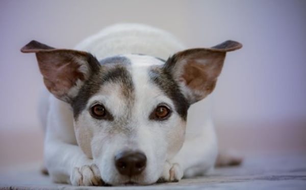 Dog lying down with head between paws.