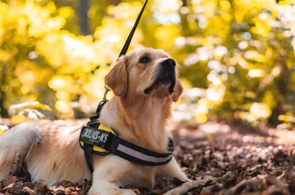 How to Put on a Dog Harness Jollyes