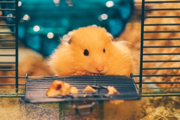 Best hotsell hamster home