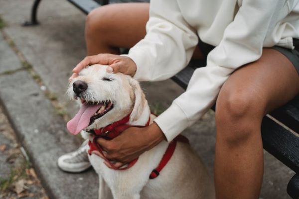 Jollyes best sale dog harness