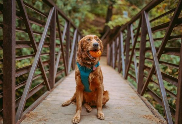 How to Put on a Dog Harness Jollyes