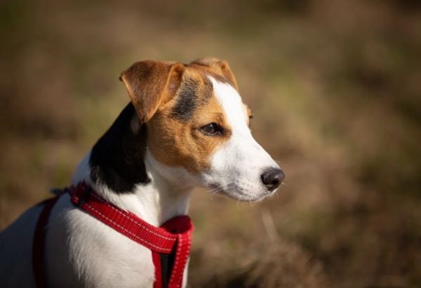 Jollyes dog clearance harness