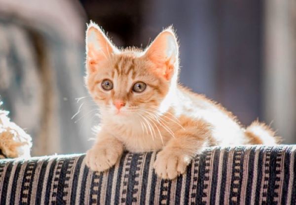 Kitten age for outlet flea treatment