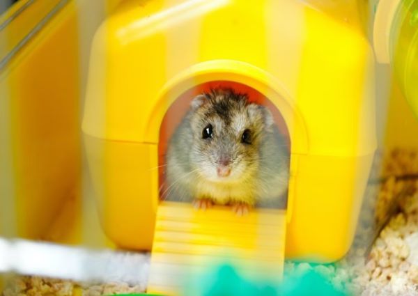 Jollyes store hamster cage