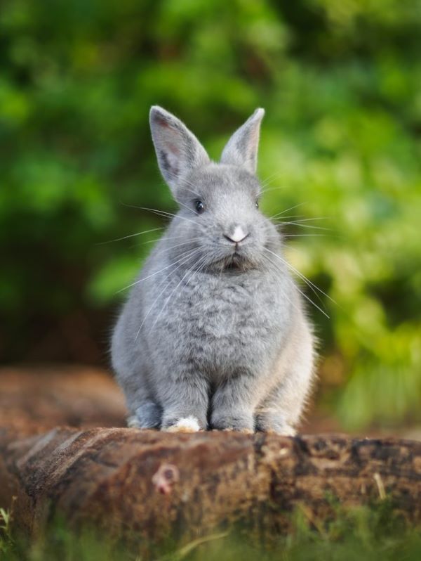 Flea collar shop for rabbits