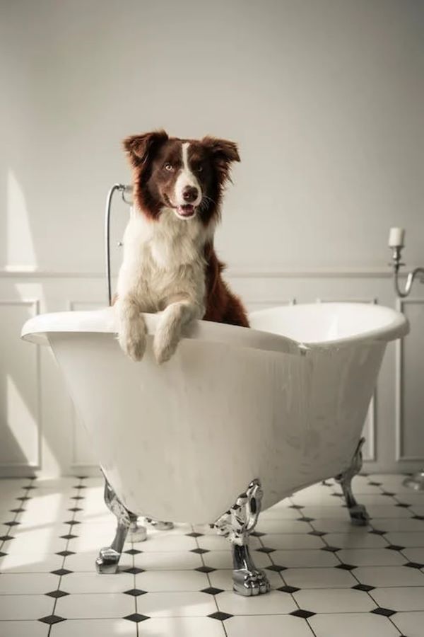 image of dog in bath