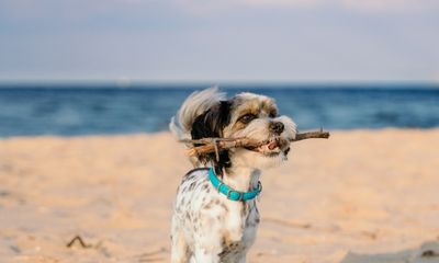 Dog Friendly Holidays: Some of the Best