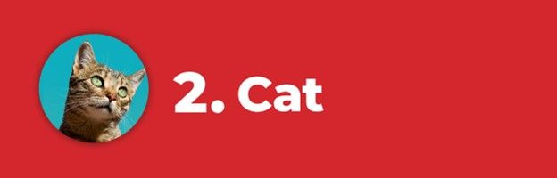 number 2 pet for children - cat