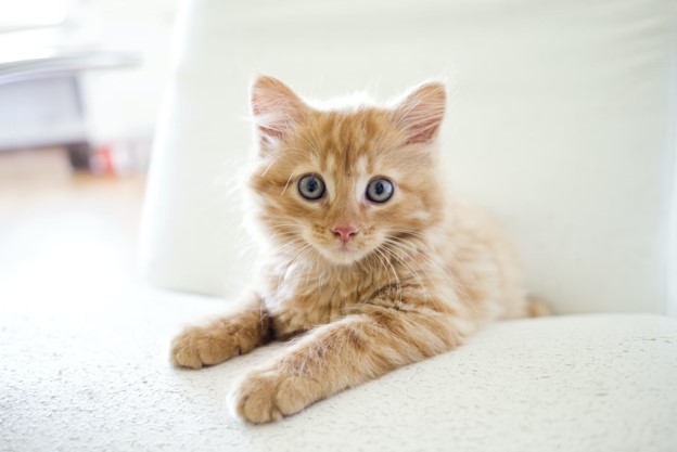 Ultimate Kitten Guide | Jollyes