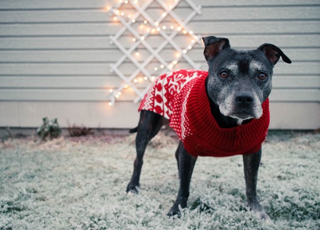 Curated visual reference: Dressing Your Dog For Overcast Weather Reference: Dressing Your Dog For Winter