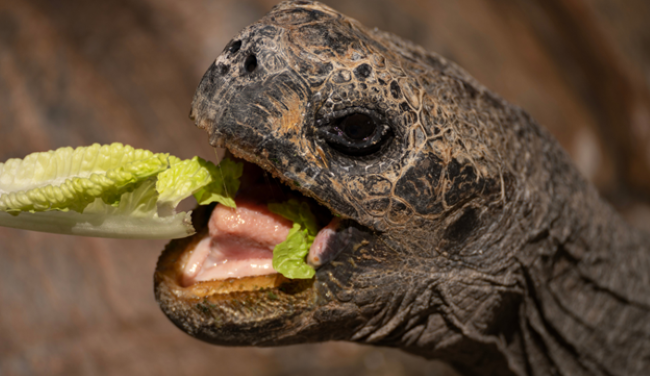 Close-up of a tortoise eating a piece of green lettuce, with its mouth open and textured skin visible.
