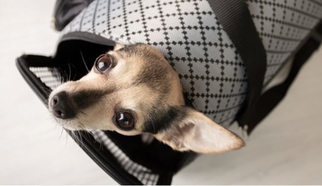 Dog in bag.